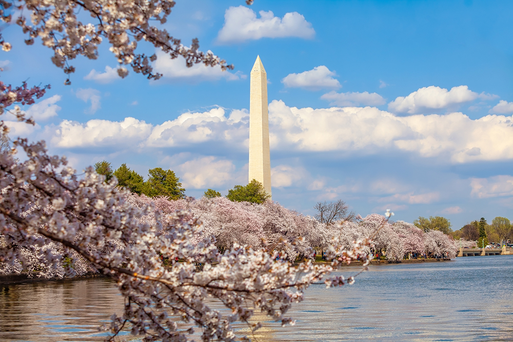 Washington Monument during the Cherry Blossom Festival. 